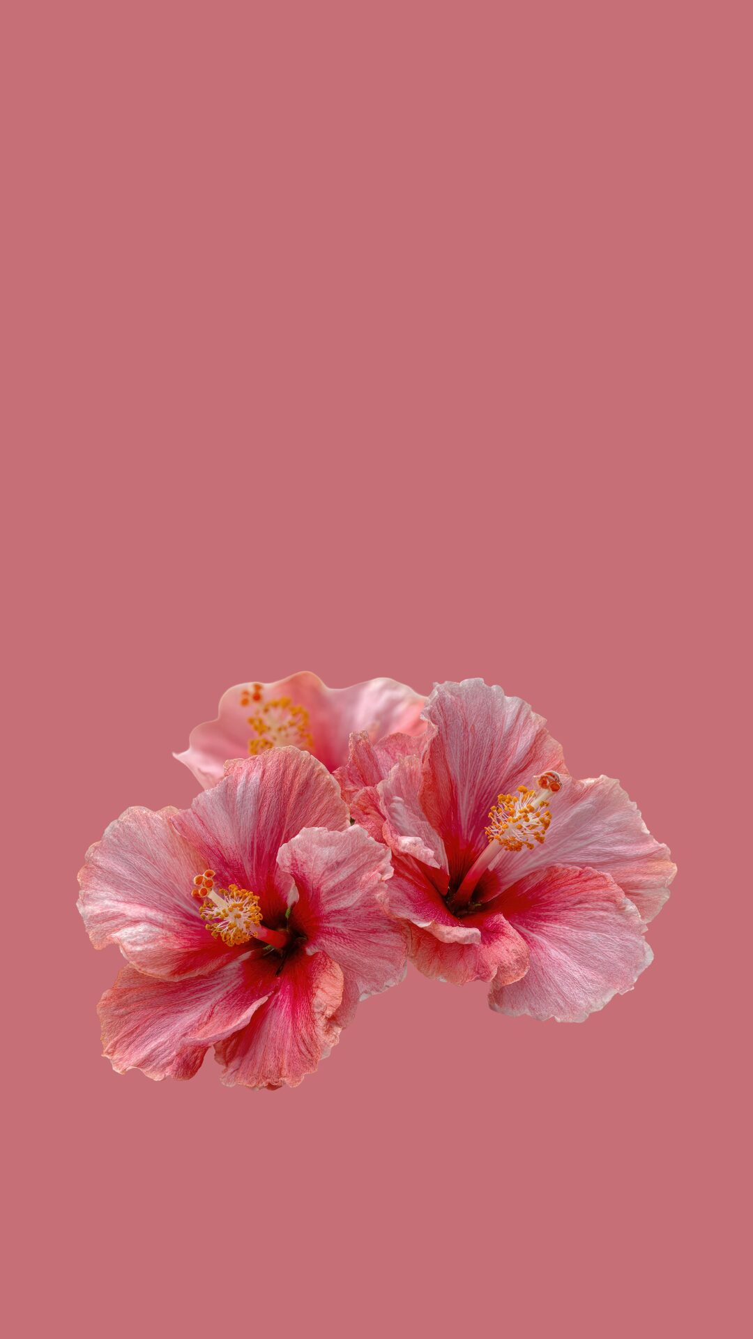 Free phone wallpaper with hibiscus flowers