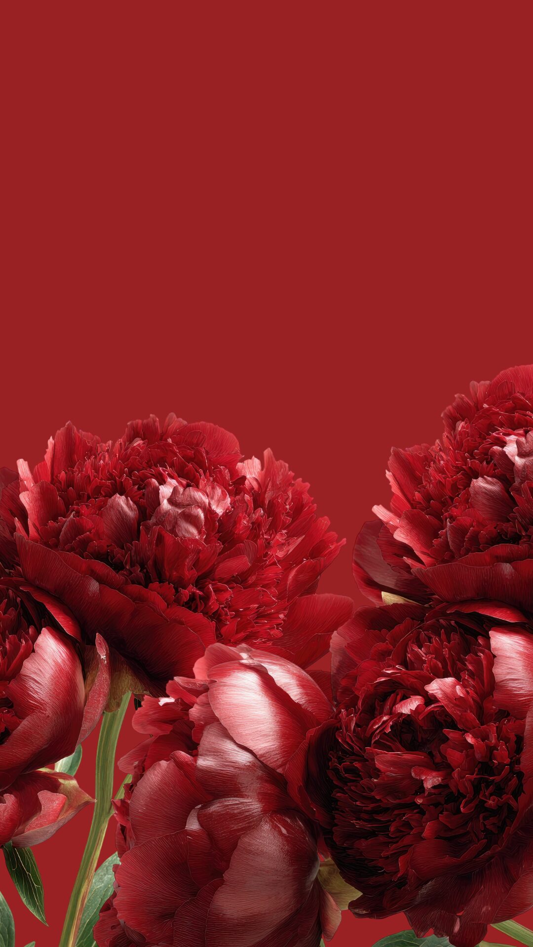 Free phone wallpaper with red flowers