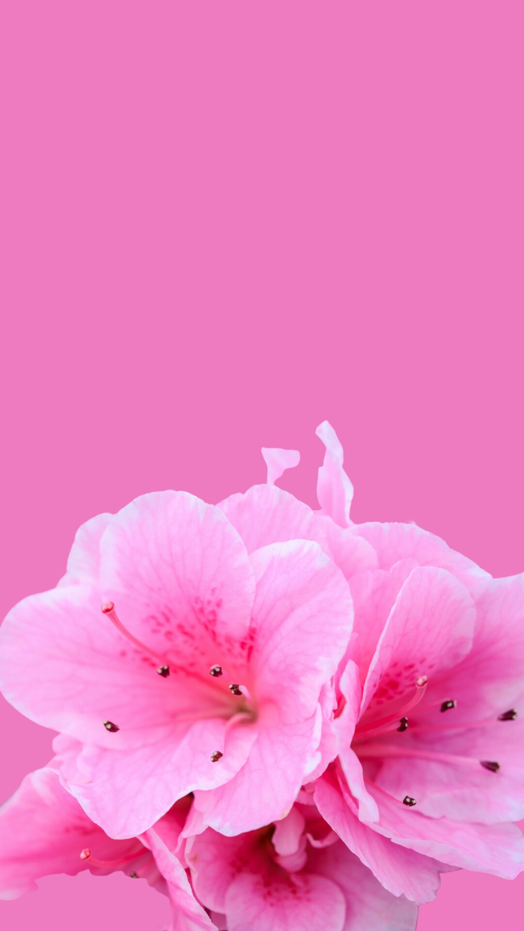 Free pink phone wallpaper with pink hibiscus