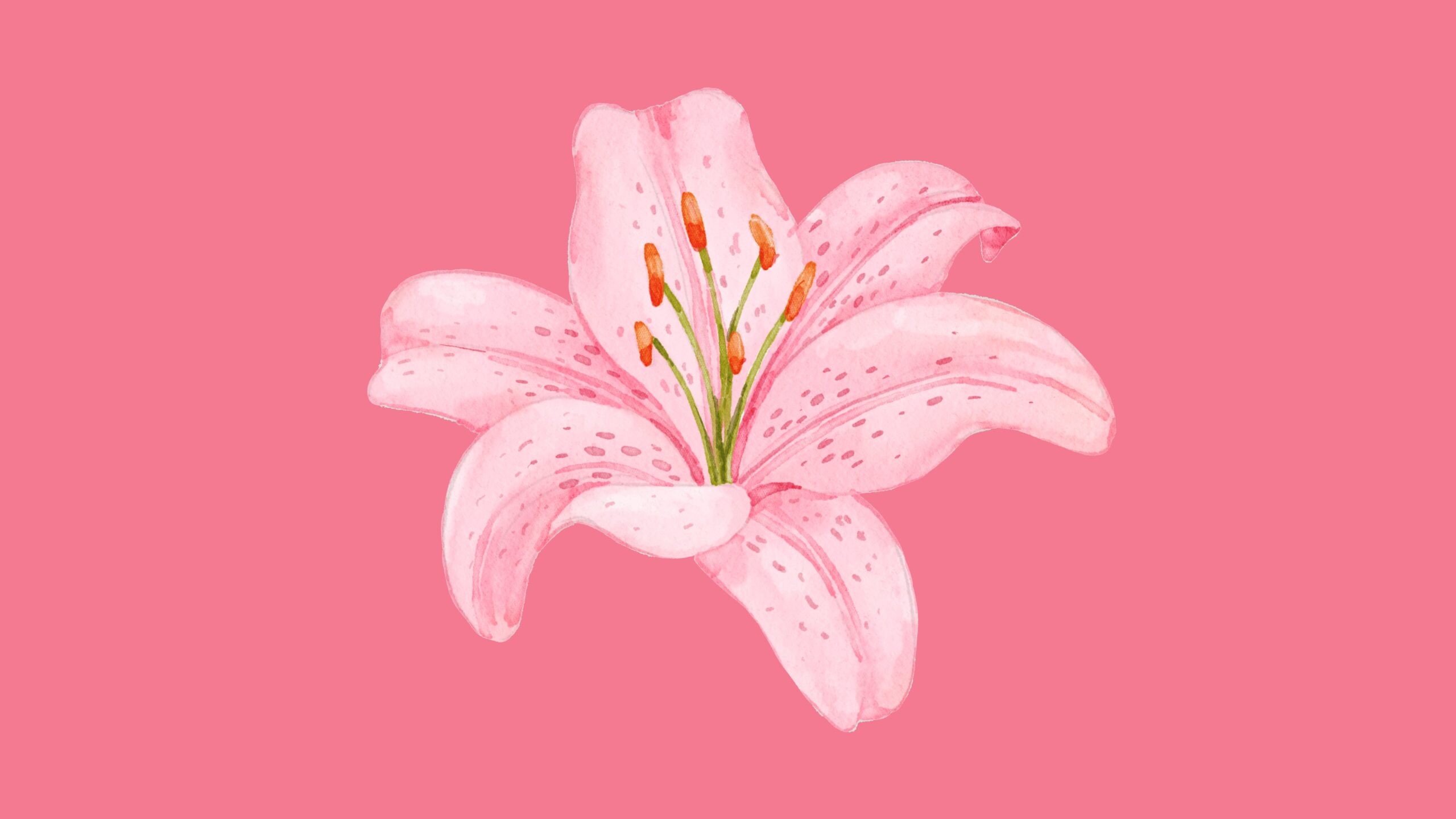 Free pink macbook wallpaper with lily