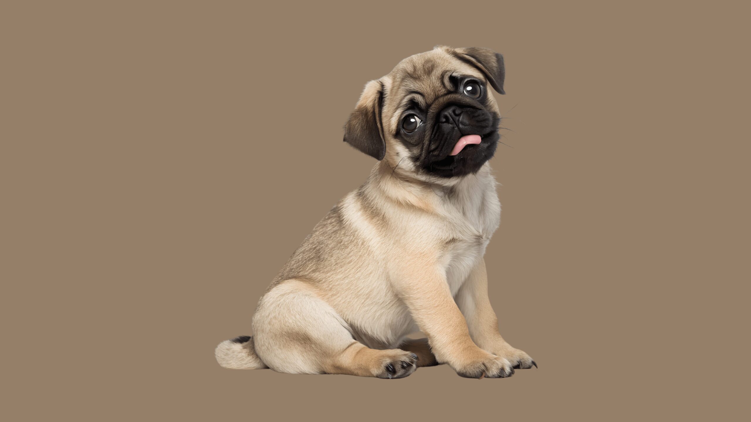 Free brown macbook wallpaper with pug